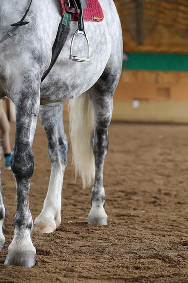 Picture of a horse standing in an indoor riding arena.